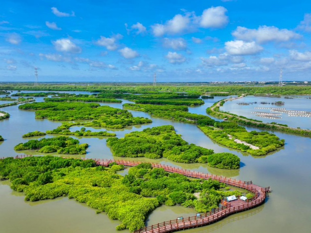 红树林（外一首）｜人文天地·南海潮