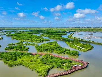 红树林（外一首）｜人文天地·南海潮