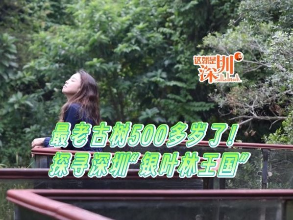 这就是深圳｜最老古树500多岁了！探寻深圳“银叶林王国”