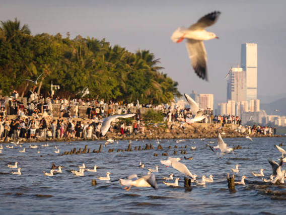 深圳湾的海鸥回来啦！网友：人会失约，海鸥不会