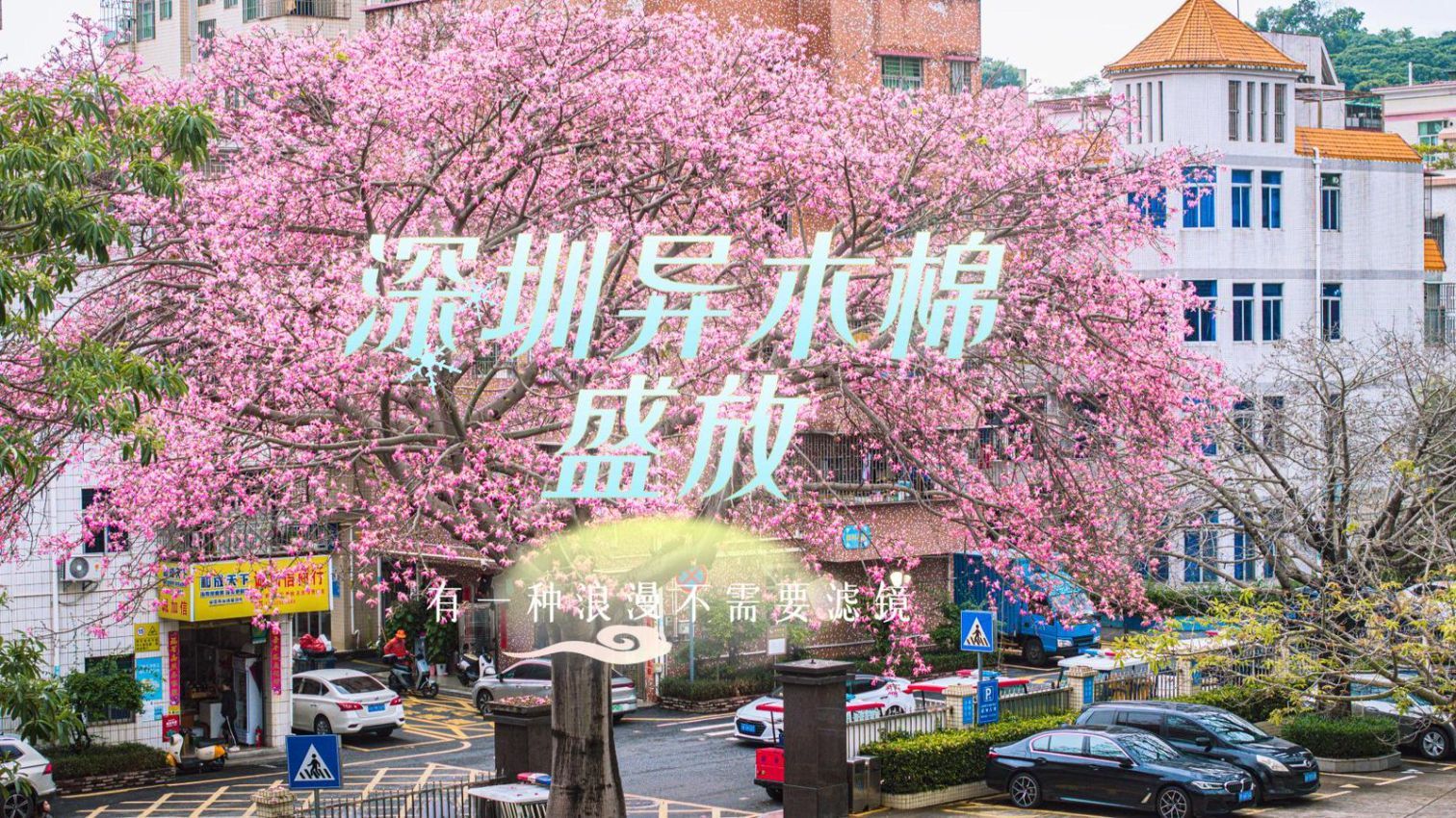 暖心一刻 | 深圳异木棉盛放 有一种浪漫不需要滤镜 