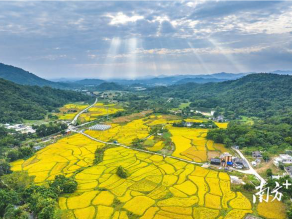 2024年广东省粮食总产量1313.4万吨