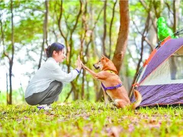 晶报特别报道 | 为“人类好朋友”提供服务的人类