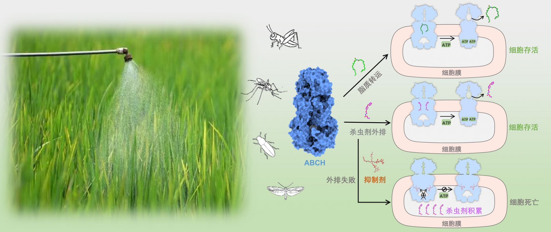 深圳科研团队破译“昆虫保湿排毒机制”为绿色农药开发奠定基础 相关研究成果登上国际顶级期刊《细胞（Cell）》