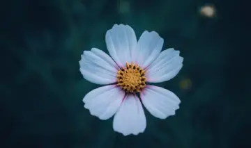 梦里花落知多少 ——悼念琼瑶