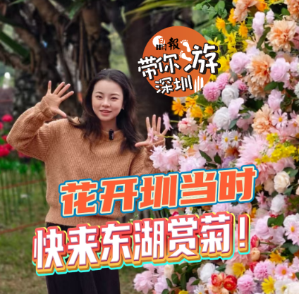 晶报带你游深圳丨花开圳当时，快来东湖赏菊！