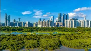 四十载！这里成为深圳最具代表性城市生态底色