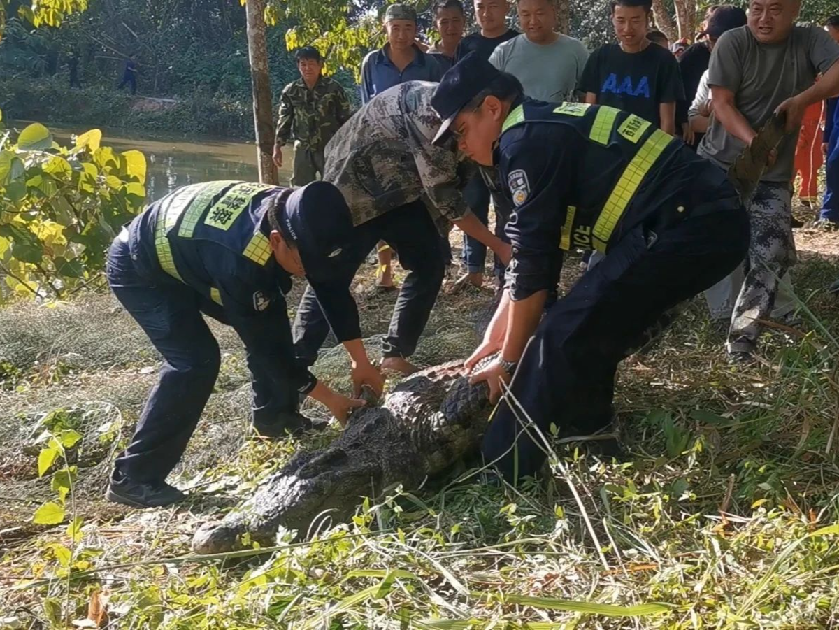 云南一310斤鳄鱼凌晨破笼脱逃：在鱼塘找到，特警开枪击毙