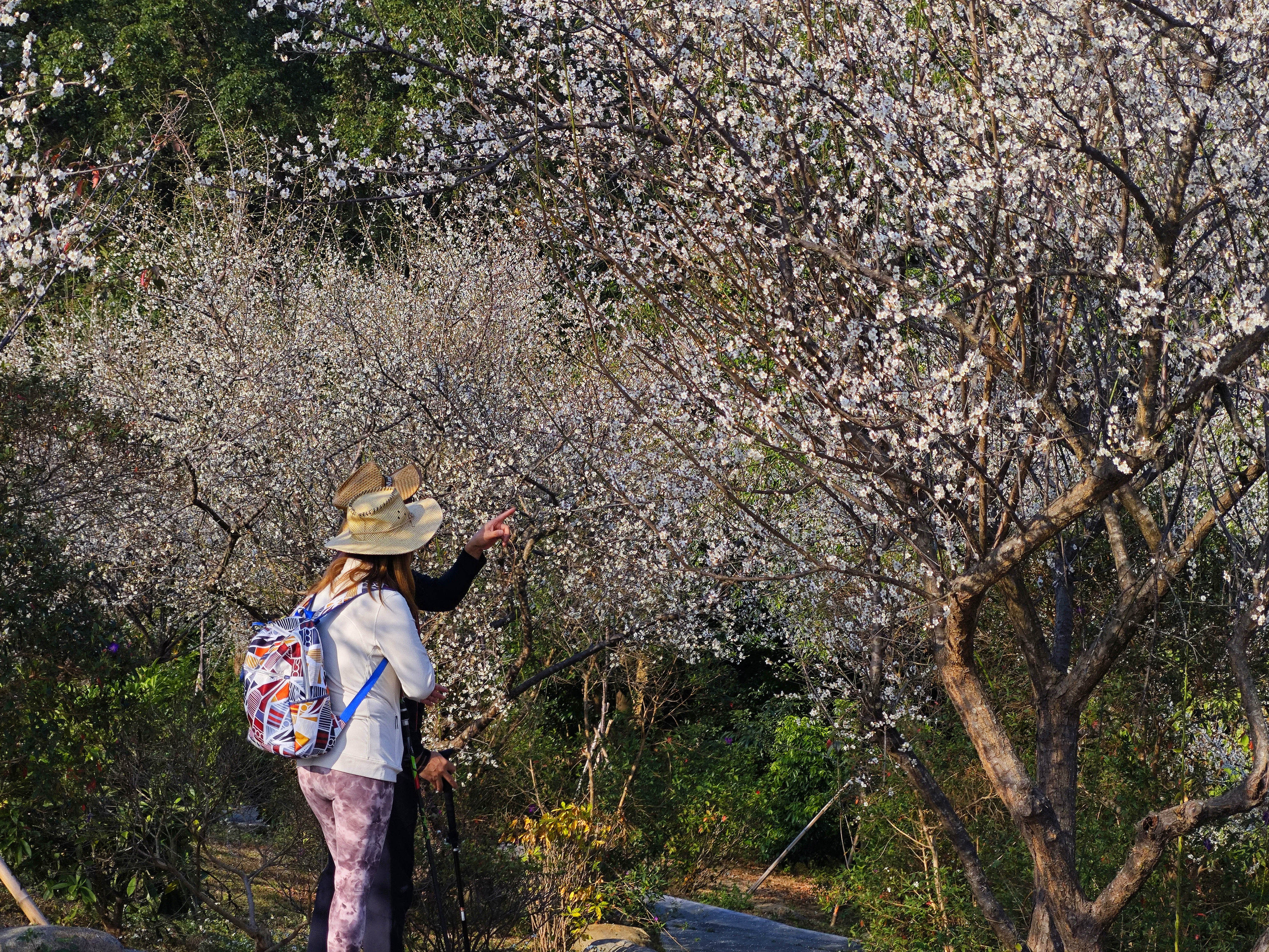罗浮山景区：梅山别梦，梅花初绽