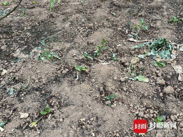 王宝山上被破坏的农作物。杜卓滨 摄