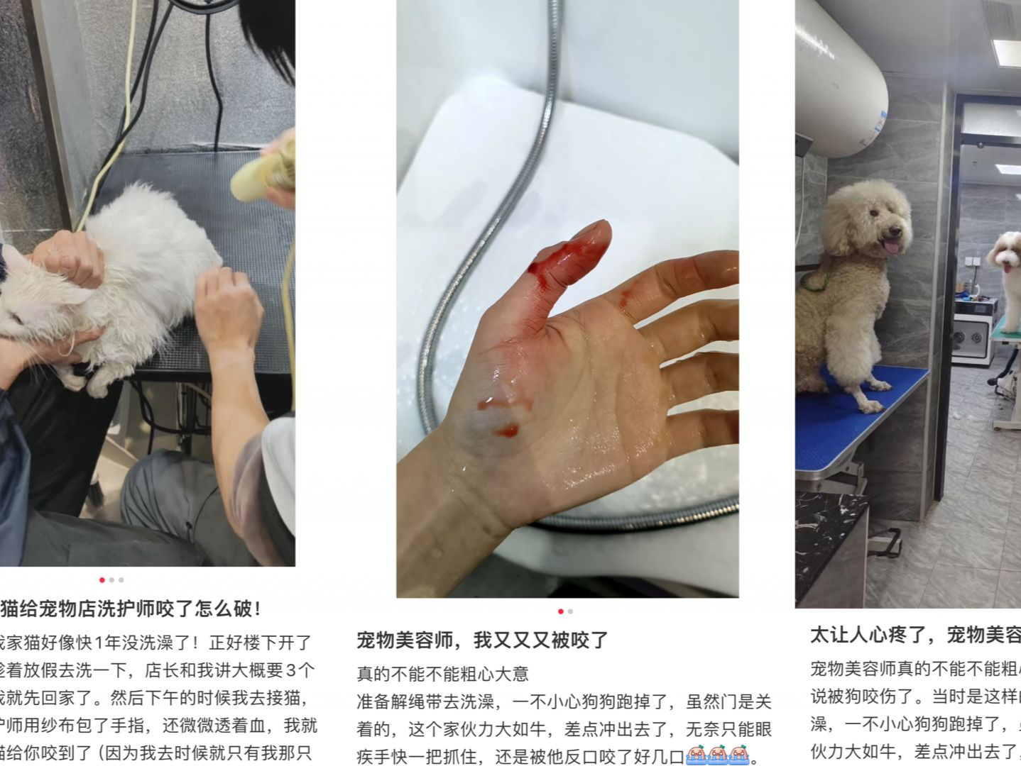 宠物店员工遭“毛孩子”突袭，宠物主与店家谁之过？| 宠圈那些事