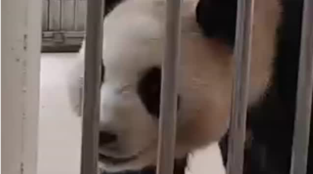 最新消息！大熊猫“福宝”没事！