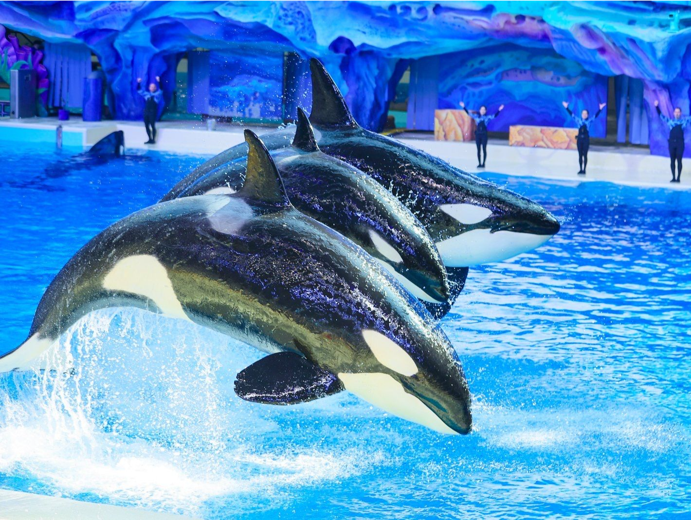 长隆飞船乐园“海底熊猫”虎鲸“五隆”满一岁了！粤港澳大湾区亲子家庭送上祝福