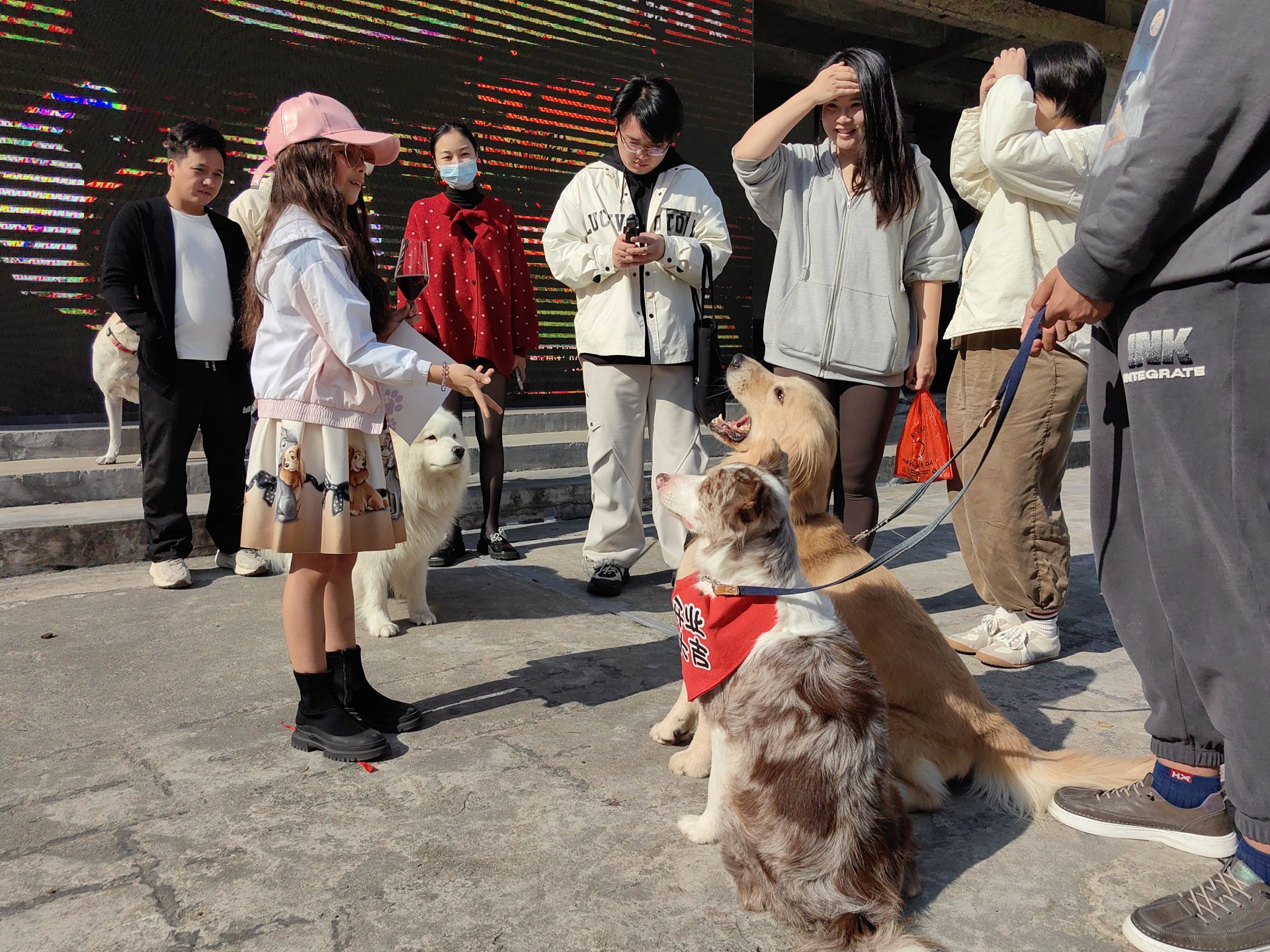 深圳宠物友好新去处，这家餐厅能让宠物与主人共享美食与社交｜宠圈那些事