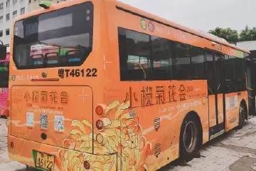 直达菊花园，中山小榄镇推出赏菊免费公交接驳专线