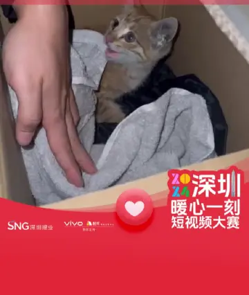 冬天小心车底“长”猫！开车前这些细节要注意