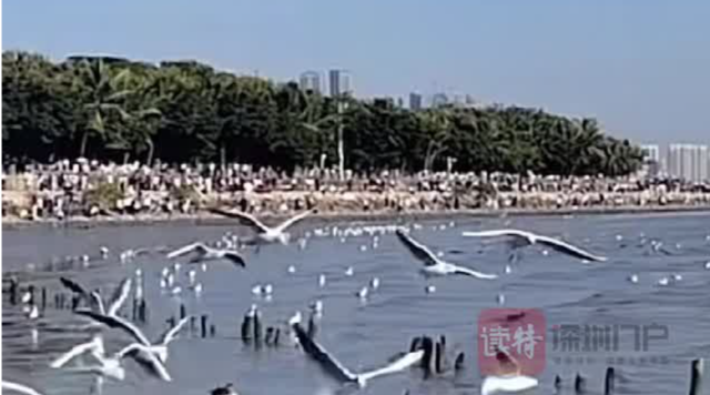这个月，数千只西伯利亚海鸥抵达深圳湾