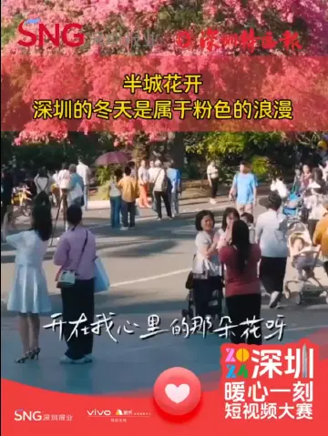 半城花开 深圳的冬天是属于粉色的浪漫
