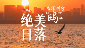 在场｜在深圳湾“鸥”遇绝美日落