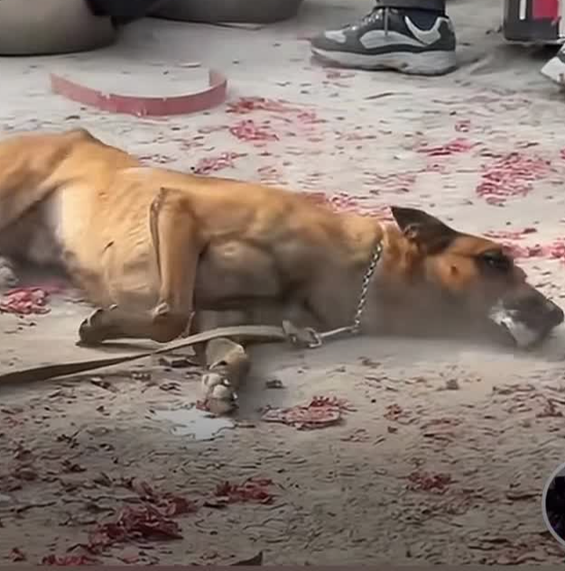 狗狗在横店剧组当演员，拍死亡戏两眼一瞪太逼真，网友：“老演员”在线
网友：“老演员”在线