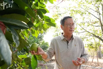 中山巧克力布丁果熟了！你吃过吗？