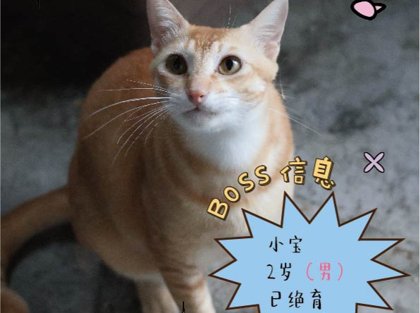 献血救猫太有爱！“英雄小猫” 急寻 “真爱铲屎官” | 百宠回家