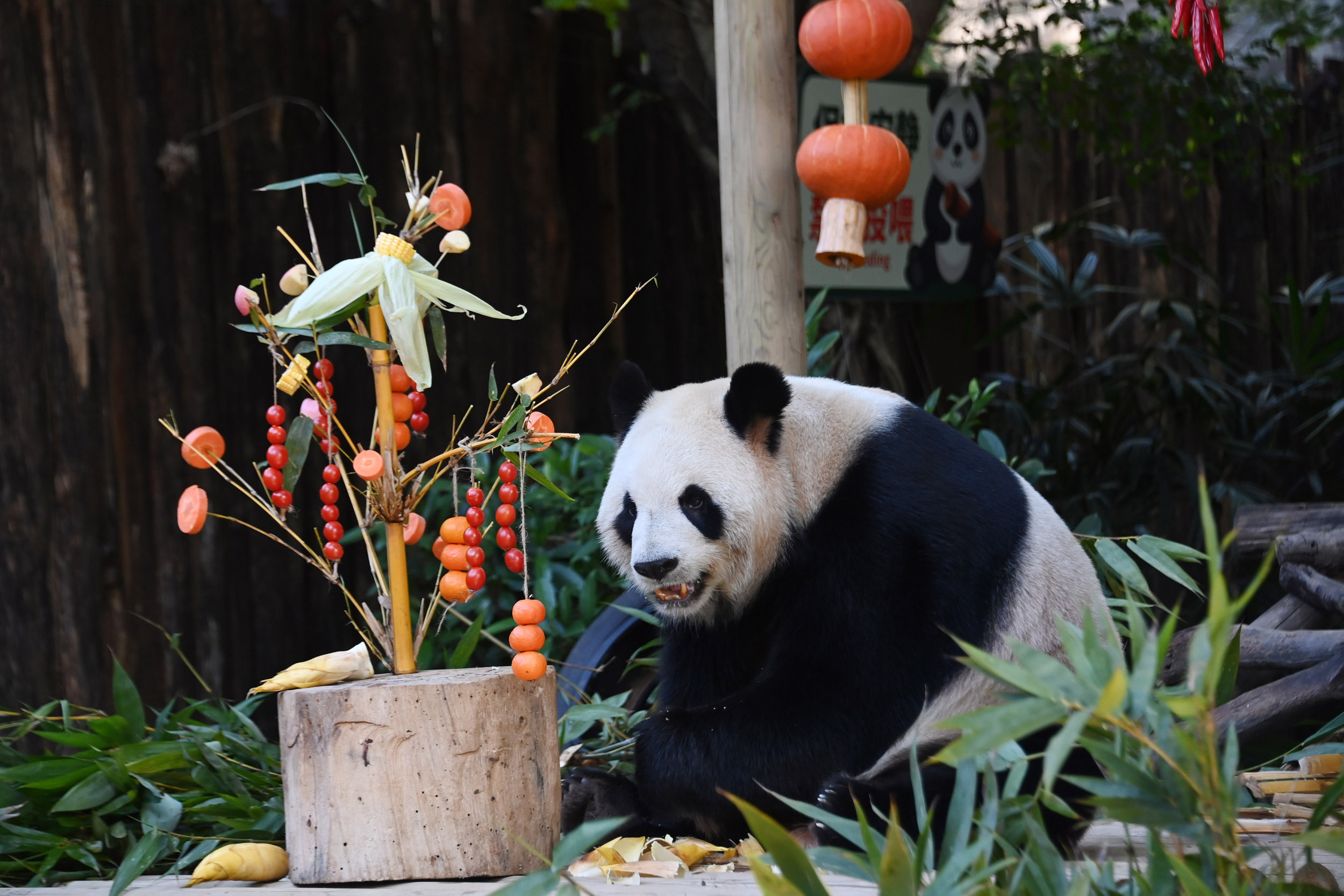 深圳野生动物园大熊猫乐享特色“年夜饭”