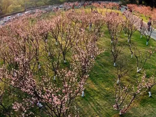 深圳今冬第一波白梅绽放！花期已至，赏梅攻略快收藏→