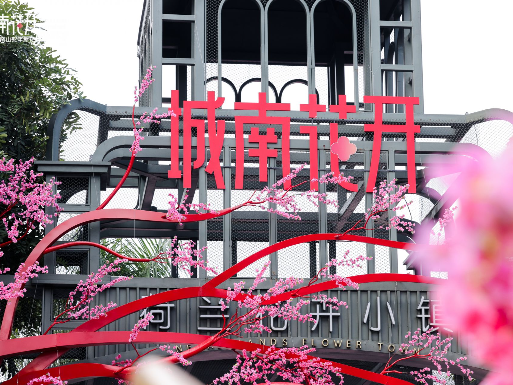 蛇年新花young！2025深圳市南山区迎春花市开市