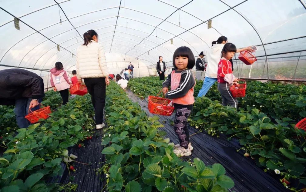 春节游玩 | 畅享新春“趣”采摘 助力百千万