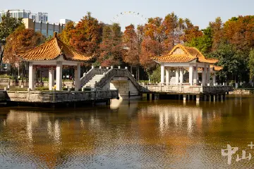 水杉红了！来中山逸仙湖公园感受冬之美