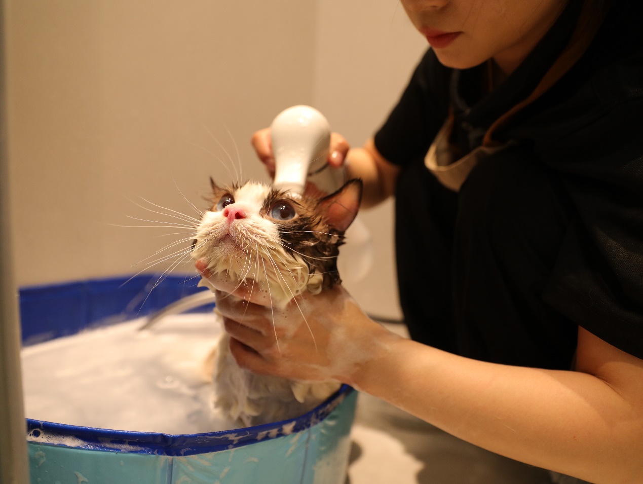 上门给猫狗洗澡，盒马在北上广深杭推出春节宠物服务