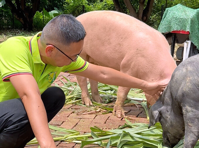 吃草长大的猪，你吃过吗？记者这就带你到博罗公庄探秘！