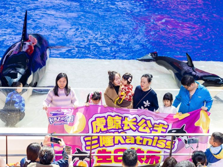 珠海横琴长隆飞船乐园虎鲸“三隆”过三周岁生日了
