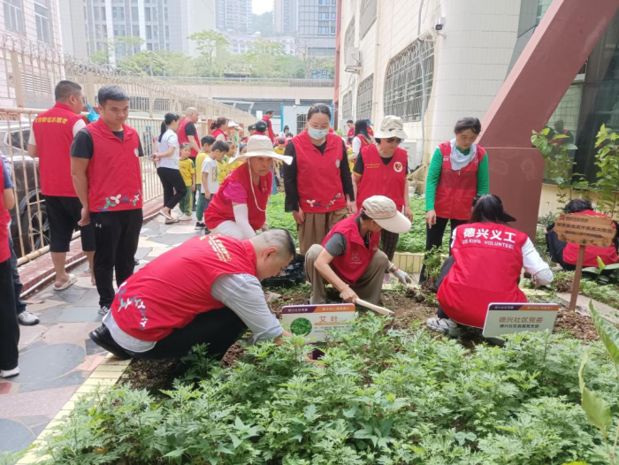 布吉街道布吉德兴社区：老旧小区焕新颜，绿美引领新风尚