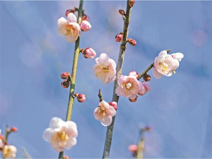 邀您赏梅！一起来三洲田森林公园享受“梅”好时光