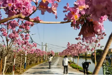 让“一时美”变成“持久美”！中山持续推动“百千万工程”走深走实 | 党建引领“百千万工程”百日攻坚