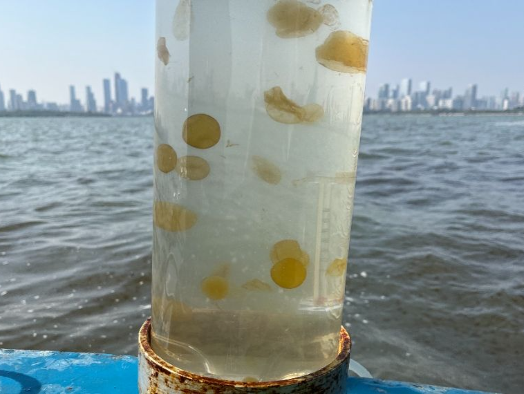 深圳海域赤潮暂未见影响鱼类及候鸟