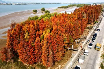 板芙落羽杉“红”了！最佳打卡点在这些地方→