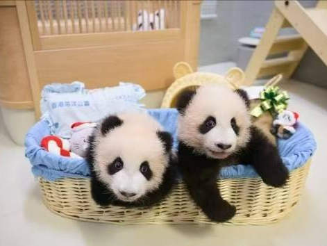 香港出生的大熊猫龙凤胎“家姐”“细佬”将在2月与公众见面