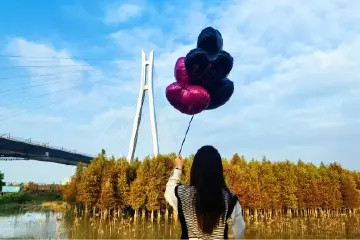 快去打卡！中山这个落羽杉集市又来了