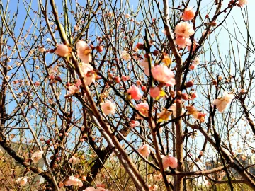 梅花丛中琴悠扬