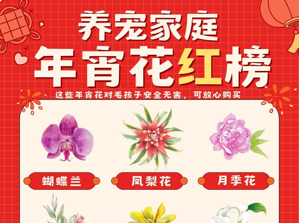 迎春花市火热开启！养宠人请避开这些年宵花 