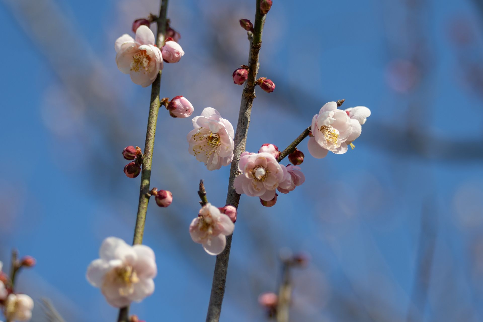 山林中的梅花秘境开了，三洲田梅园花香正浓！