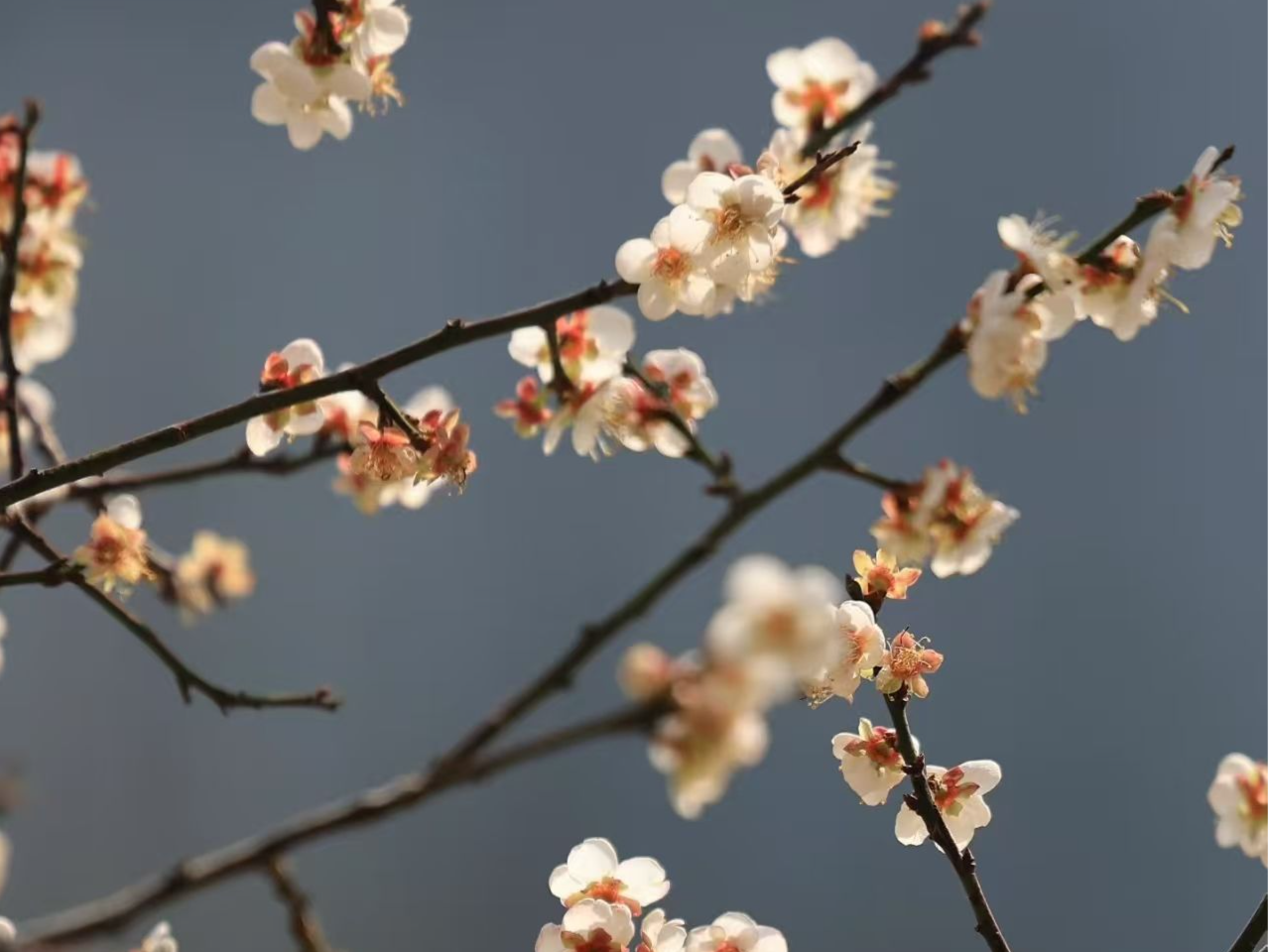温度记 | 深圳冬日最浪漫的赏花序曲已拉开，快来邂逅小“梅”好🌸
