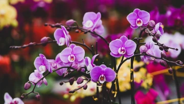 “十大年花”把好彩头带回家