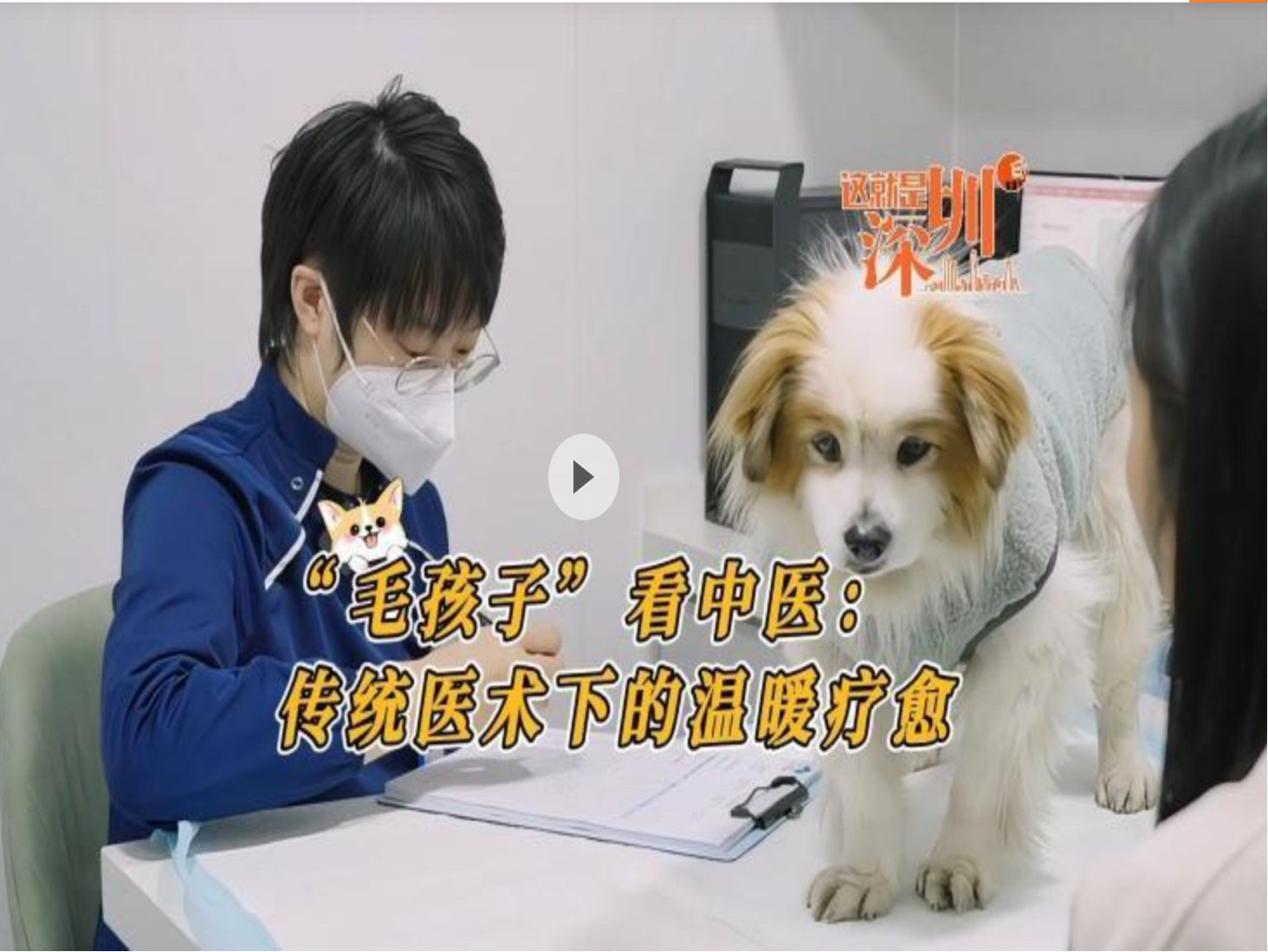 这就是深圳丨“毛孩子”看中医：传统医术下的温暖疗愈