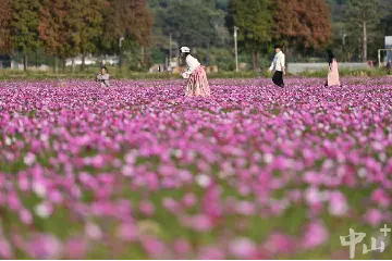 快来打卡！中山南朗崖口村格桑花开了