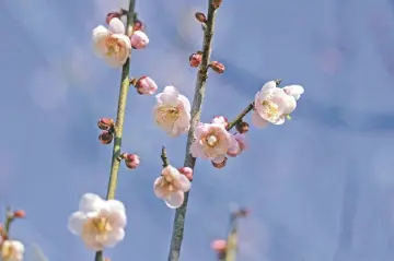 又是一年花满街 | 人文天地·南海潮