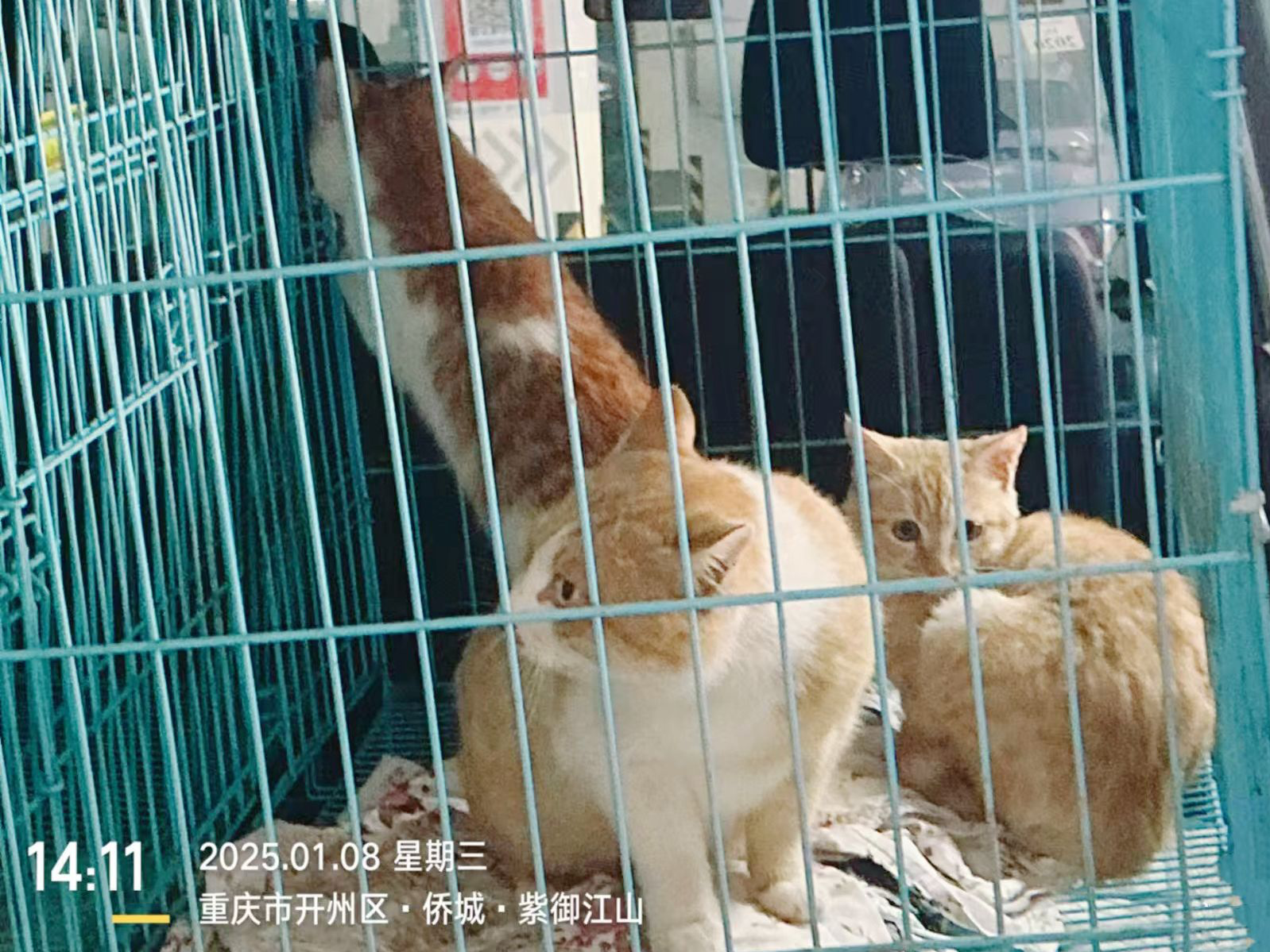 重庆一小区发流浪猫“捕杀令”？物业回应：用词不当已撤回｜有料